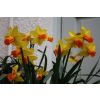 Jetfire Dwarf Daffodils - Pack of 8
