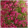 Rose Minnehaha - Rambling Rose