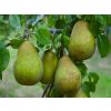 PEAR TREE - Lucky Dip Lost Label Pear Plants	