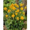 Trollius Golden Queen