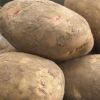 Cara - Main Crop Seed Potatoes - Pack of 10