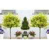 Pair of Euonymus Emerald & Gold - Golden Evergreen Standard Topiary Trees - with White Baskets