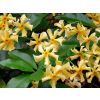 Trachelospermum Jasminoides Star of Toscane - Star Jasmin - Rhyncospermum