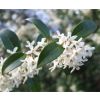 Osmanthus x Burkwoodii - Evergreen Shrub - LARGE SPECIMEN
