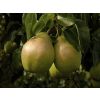 PEAR TREE - Lucky Dip Lost Label Pear Plants	