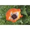 Papaver orientale Picotee - Oriental Poppy