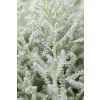 Santolina chamaecyparissus - Cotton Lavender