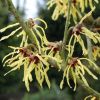 Hamamelis intermedia Yamina - Bronze Leaf Witch Hazel - LARGE Specimen