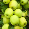 APPLE TREE - Lucky Dip Lost Label Plants - circa 140cms tall