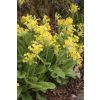 Primula veris - Native Cowslip