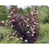 Physocarpus opulifolius Diabolo - Diablo Ninebark
