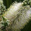 Callistemon White Anzac - Rare White Snow Flowering Australian Bottlebrush shrubs