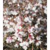 Prunus incisa  Kojo-No-Mai - Standard Fuji Cherry Tree
