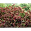 Weigela florida Bristol Ruby