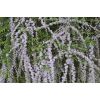Buddleja alternifolia Unique - Buddleia Butterfly Bush - LARGE