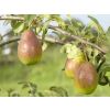PEAR TREE - Lucky Dip Lost Label Pear Plants	