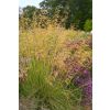 Stipa Gigantea - Golden Oats Grass - Large Plant