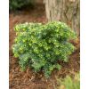 Tsuga canadensis Jeddeloh - LARGE