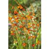 Crocosmia Meteor - Montbretia