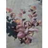 Hamamelis intermedia Yamina - Bronze Leaf Witch Hazel - LARGE Specimen