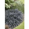 Ophiopogon planiscapus Nigrescens - Black Ornamental Grass Ophiopogon nigra
