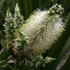 Callistemon White Anzac - Rare White Snow Flowering Australian Bottlebrush shrubs