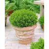Hebe Emerald Green Globe - Pack of Three Plants