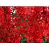 Acer palmatum atropurpureum Bloodgood - Deep Purple Japanese Maple