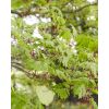Acer japonicum Aconitifolium - Full Moon Maple