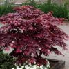 Acer palmatum atropurpureum Bloodgood - Deep Purple Japanese Maple