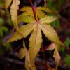 Acer palmatum - Japanese Maple Tree