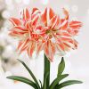 Amaryllis Dancing Queen - Double Orange & White Hippeastrum