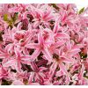 Azalea japonica 'Pink Spider' - Evergreen Azalea