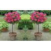 Pair of Standard Rose Trees - Babylon Eyes Bravo Queen