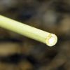 220cm Bamboo Canes - 10 Pack