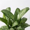 Aglaonema Maria Christina 