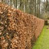Fagus Sylvatica - Beech - Bare Root Hedging 60-80cm - Pack of 24