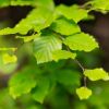 Fagus Sylvatica - Beech - Bare Root Hedging 60-80cm - Pack of 24