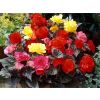 Illuminating Mixed Begonia Selection - Pack of TWENTY Double Flowering Begonias