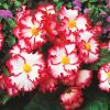 Illuminating Mixed Begonia Selection - Pack of TWENTY Double Flowering Begonias