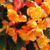 Illuminating Mixed Begonia Selection - Pack of TWENTY Double Flowering Begonias