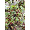 Black Mulberry Patio Tree - Morus rotundiloba Mojo Berry circa 100cms