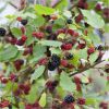Black Mulberry Patio Tree - Morus rotundiloba Mojo Berry circa 100cms