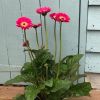 Pink Gerbera Garvinea Sweet Spice - Beautiful Hardy Gerbera with Giant Daisy Flowers