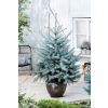 Luxury Fresh Christmas Tree (Picea pungens glauca) - Large 90-110cm BLUE SPRUCE - FOR IMMEDIATE DISPATCH