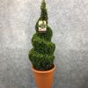 Spiral Topiary Buxus - Corkscrew Box wood Tree - Circa 100-120cm