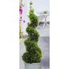 Spiral Topiary Buxus - Corkscrew Box wood Tree - Circa 100-120cm