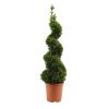 Spiral Topiary Buxus - Corkscrew Box wood Tree - Circa 100-120cm