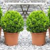 PAIR of MINI Topiary Buxus BALLS - Stylish Contemporary Box Ball PLANTS
