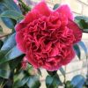 Camellia japonica Volunteer - Exquisite Large Flowered Evergreen in Bud - LARGE Specimen